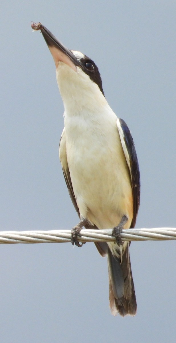 Forest Kingfisher - ML644355715
