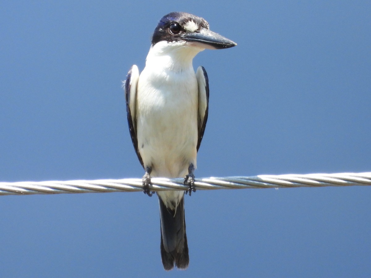 Forest Kingfisher - ML644355716