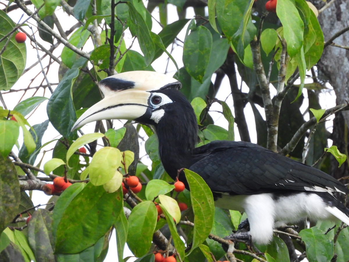 キタカササギサイチョウ - ML644355726