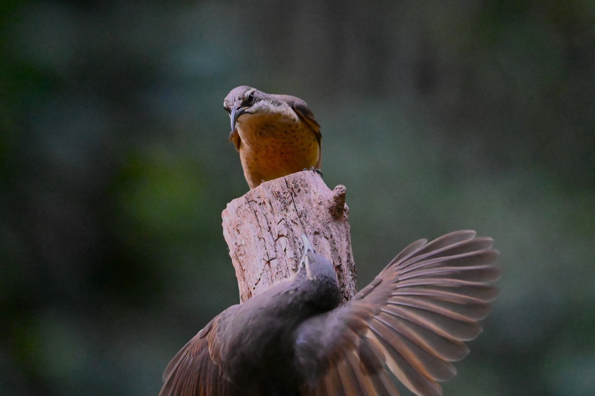 Victoria's Riflebird - ML644355727