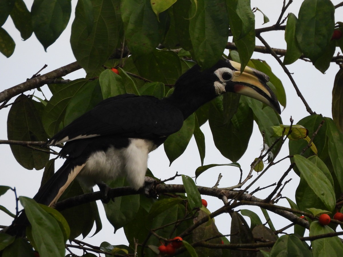 キタカササギサイチョウ - ML644355728