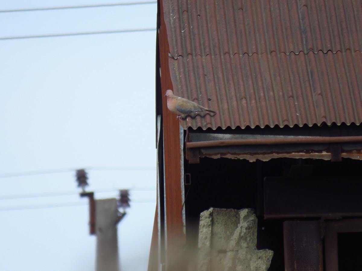 Palmtaube - ML644355741