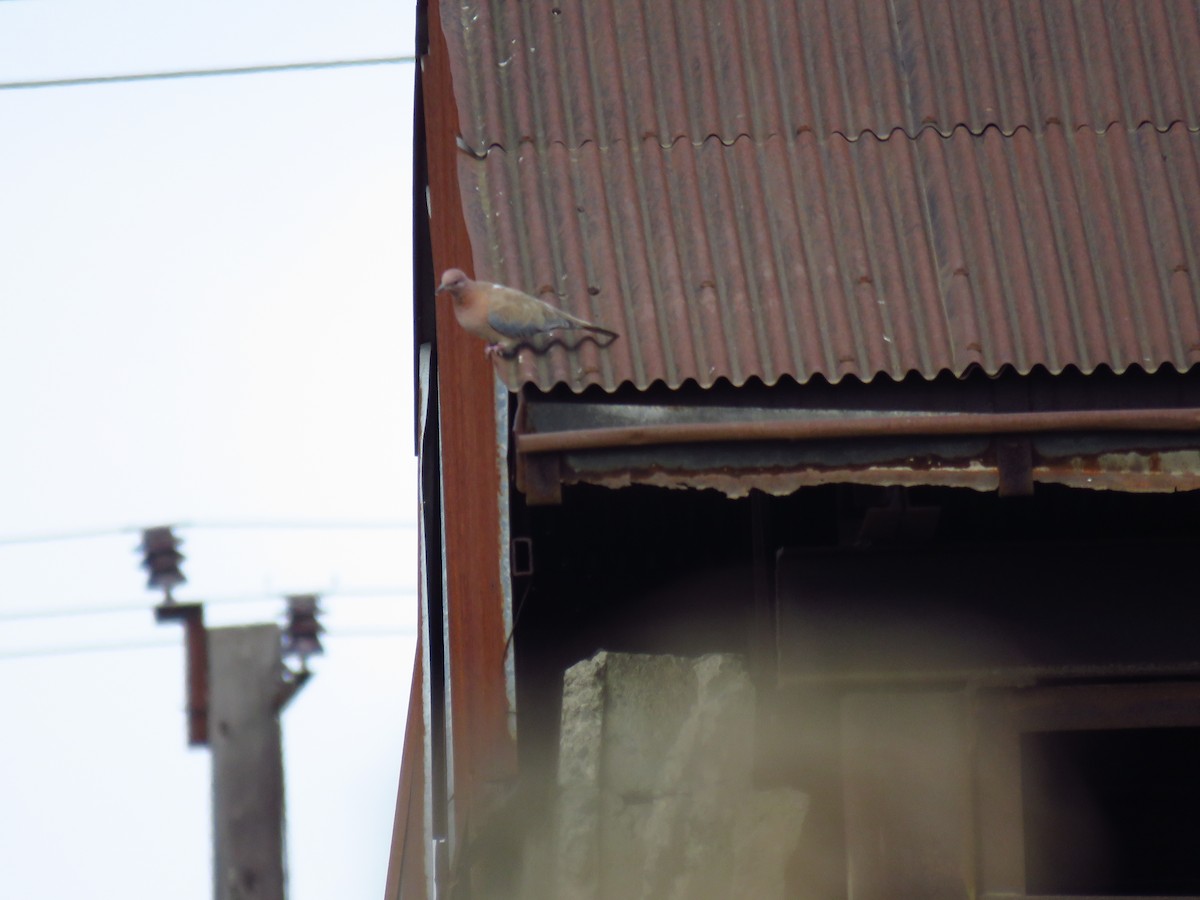 Palmtaube - ML644355742