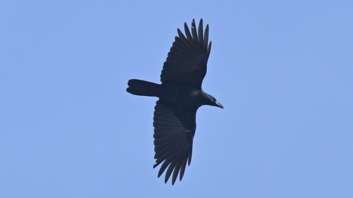 Large-billed Crow - ML644355747