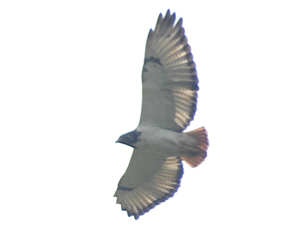 Augur Buzzard - ML644355749