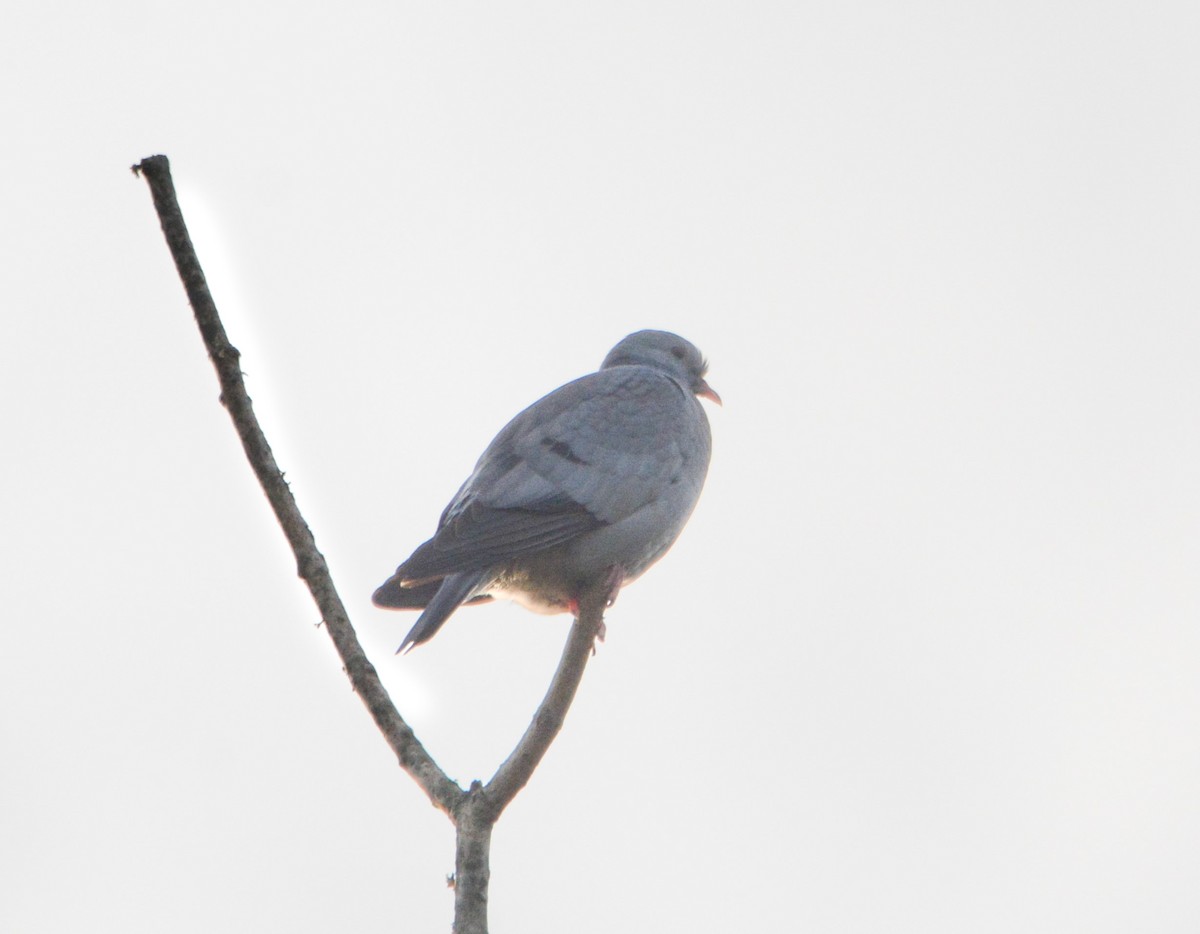 skogdue - ML644355751