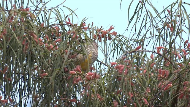 Краснолопастный серёжкоух - ML644355760