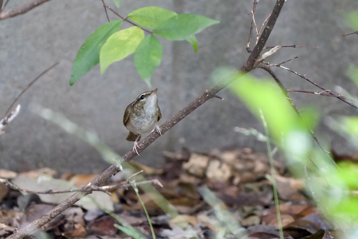 Вівчарик світлоногий - ML644355771