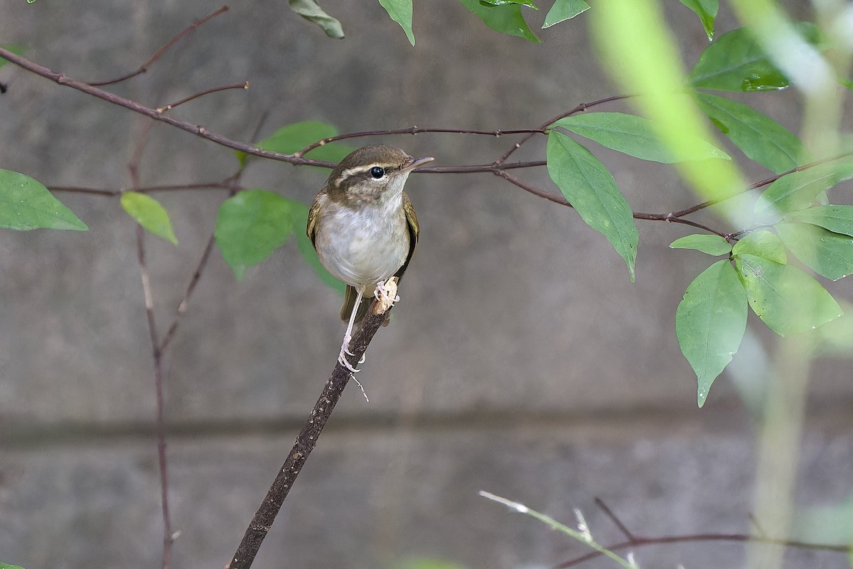 Вівчарик світлоногий - ML644355772