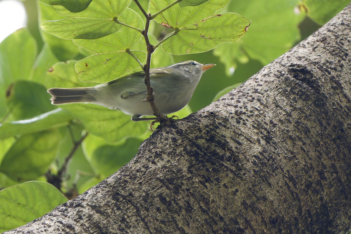 Claudia's Leaf Warbler - ML644355773
