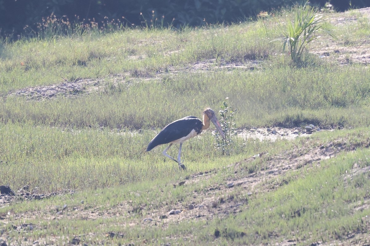 Lesser Adjutant - ML644355778