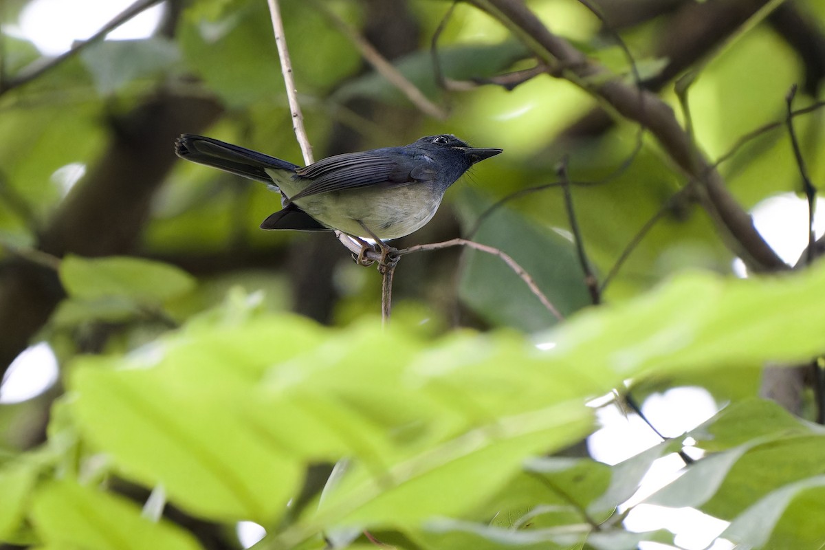 Hainan Blue Flycatcher (Blue-breasted) - ML644355787
