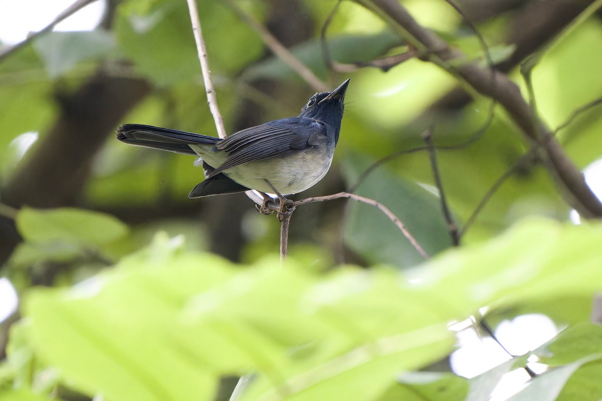 Hainan Blue Flycatcher (Blue-breasted) - ML644355788
