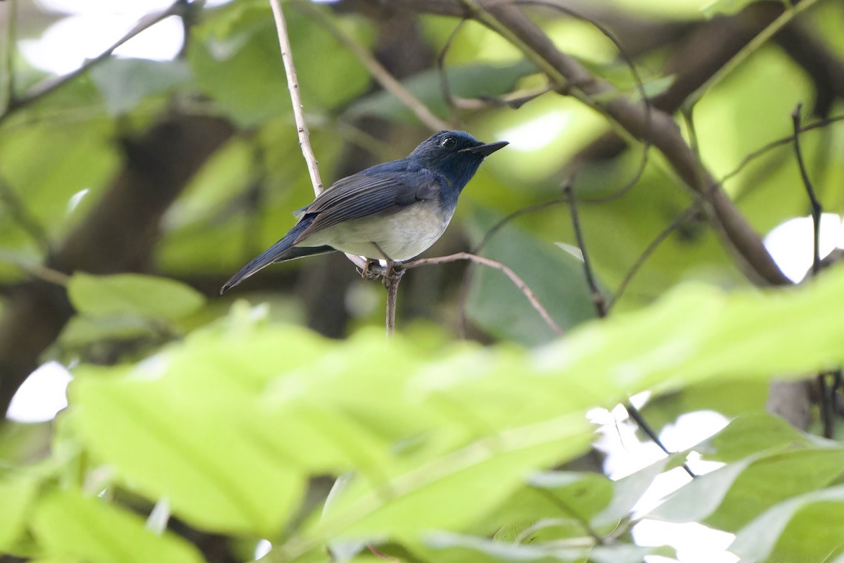 Hainan Blue Flycatcher (Blue-breasted) - ML644355789