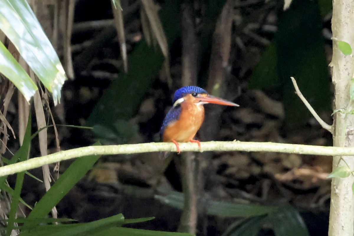 Рибалочка темно-синій - ML644355791