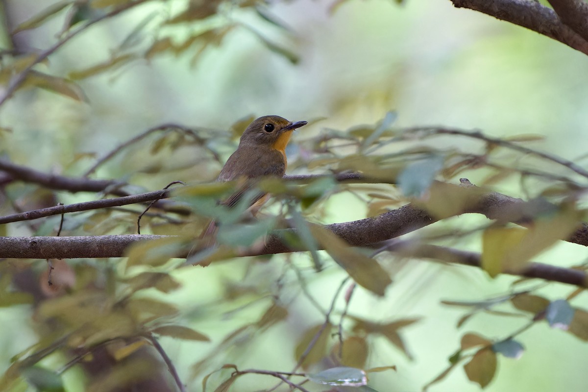 Gobemouche de White - ML644355792