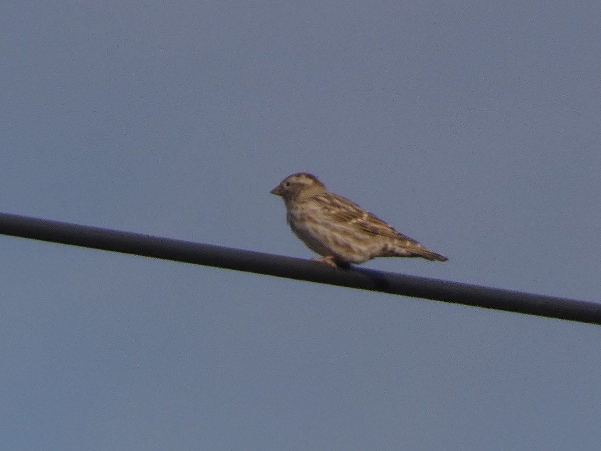 Rock Sparrow - ML644355805