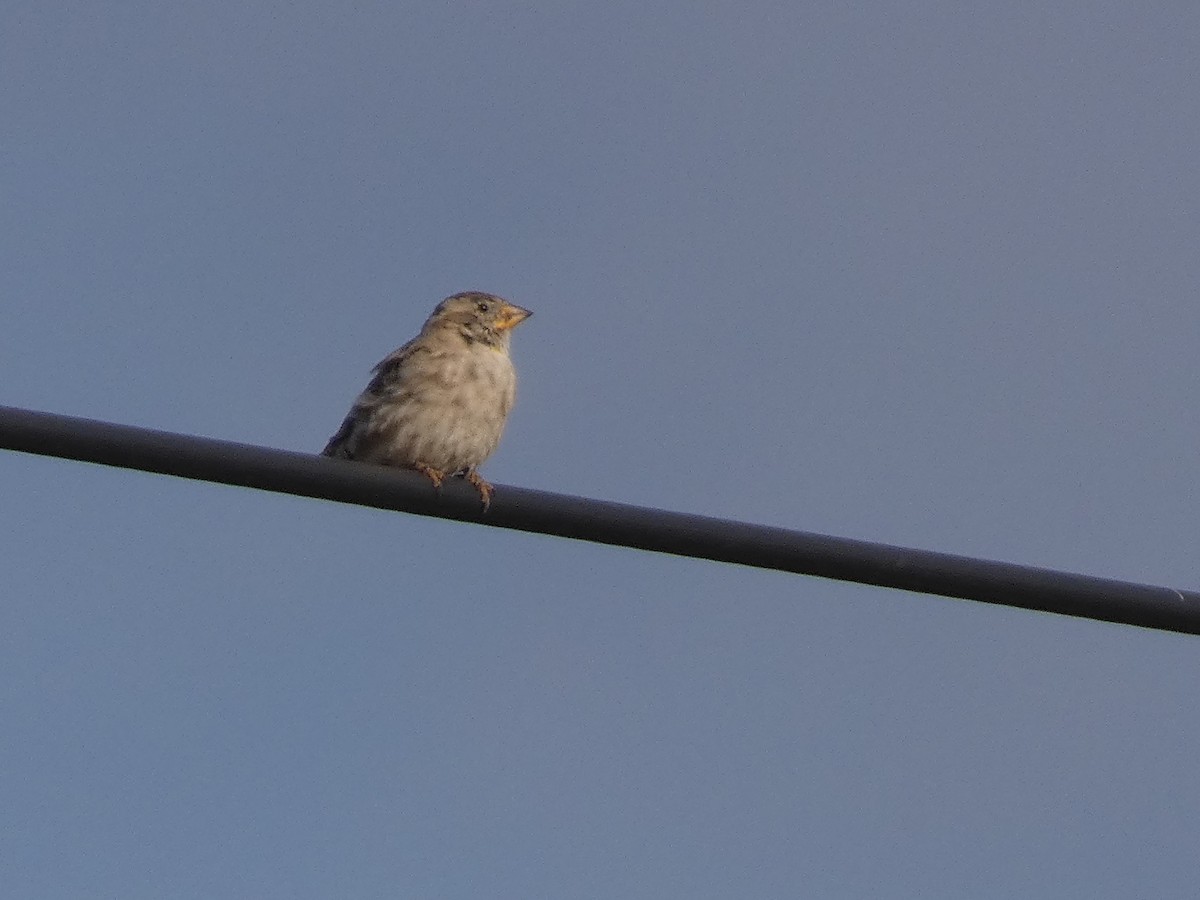 Rock Sparrow - ML644355806