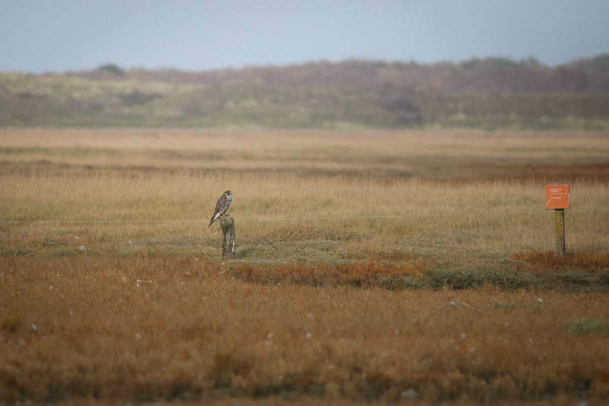 Цагаан шонхор - ML644355807