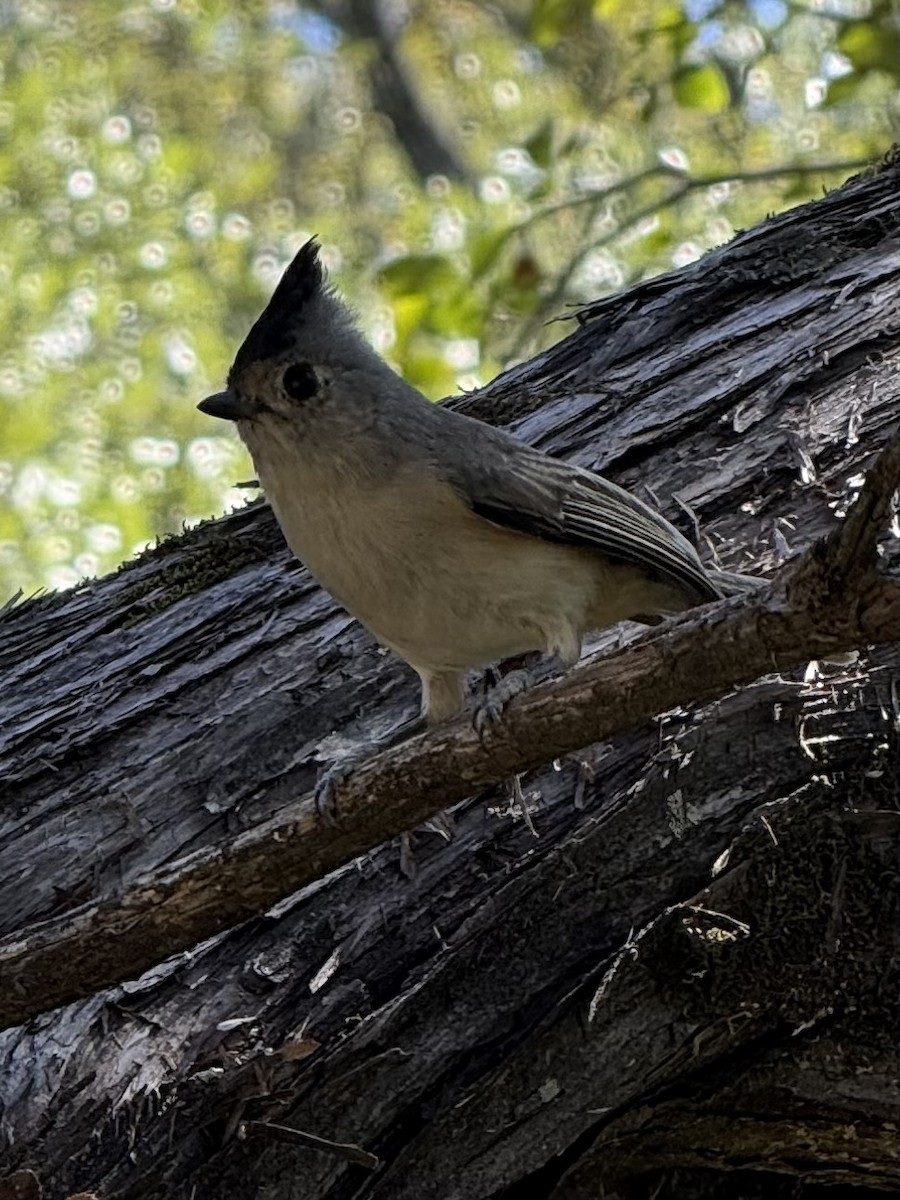 Чернохохлая гренадерка - ML644355809