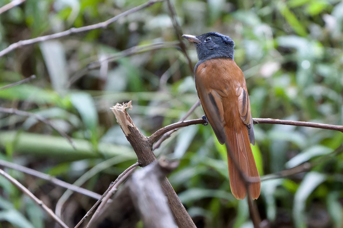 ブライスサンコウチョウ - ML644355811