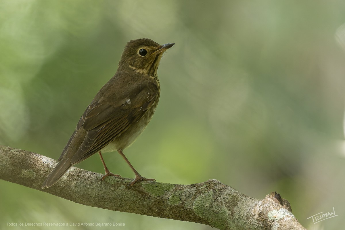 Swainson's Thrush - ML644355821