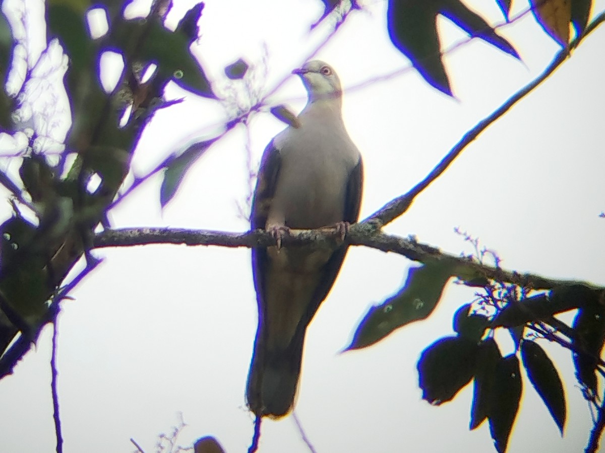 Fahlbauch-Fruchttaube - ML644355823