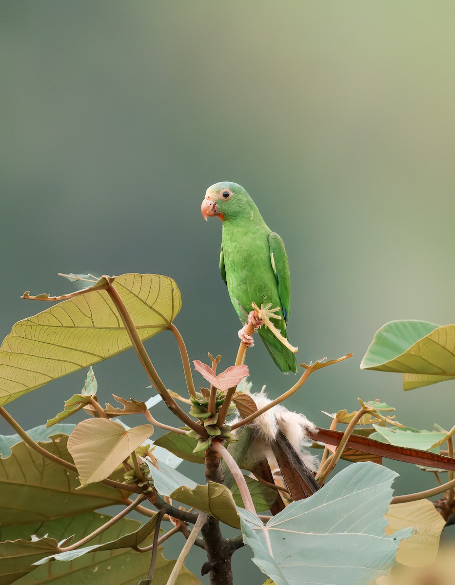Cobalt-winged Parakeet - ML644355824