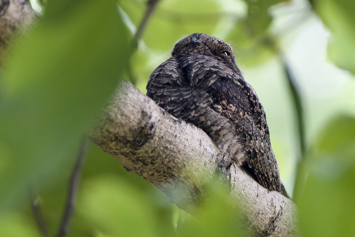 Лагс эргүүбор - ML644355833