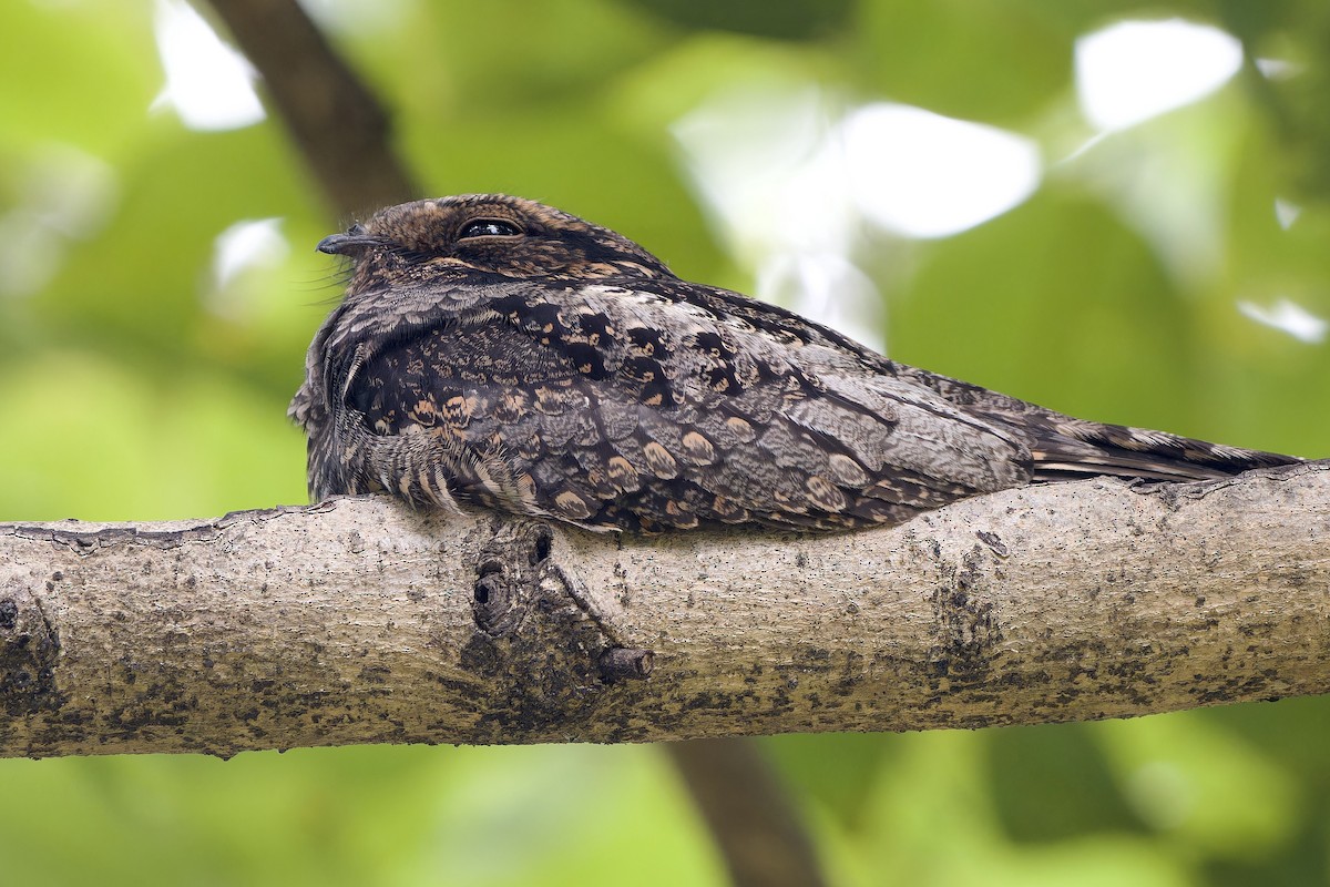 Лагс эргүүбор - ML644355835