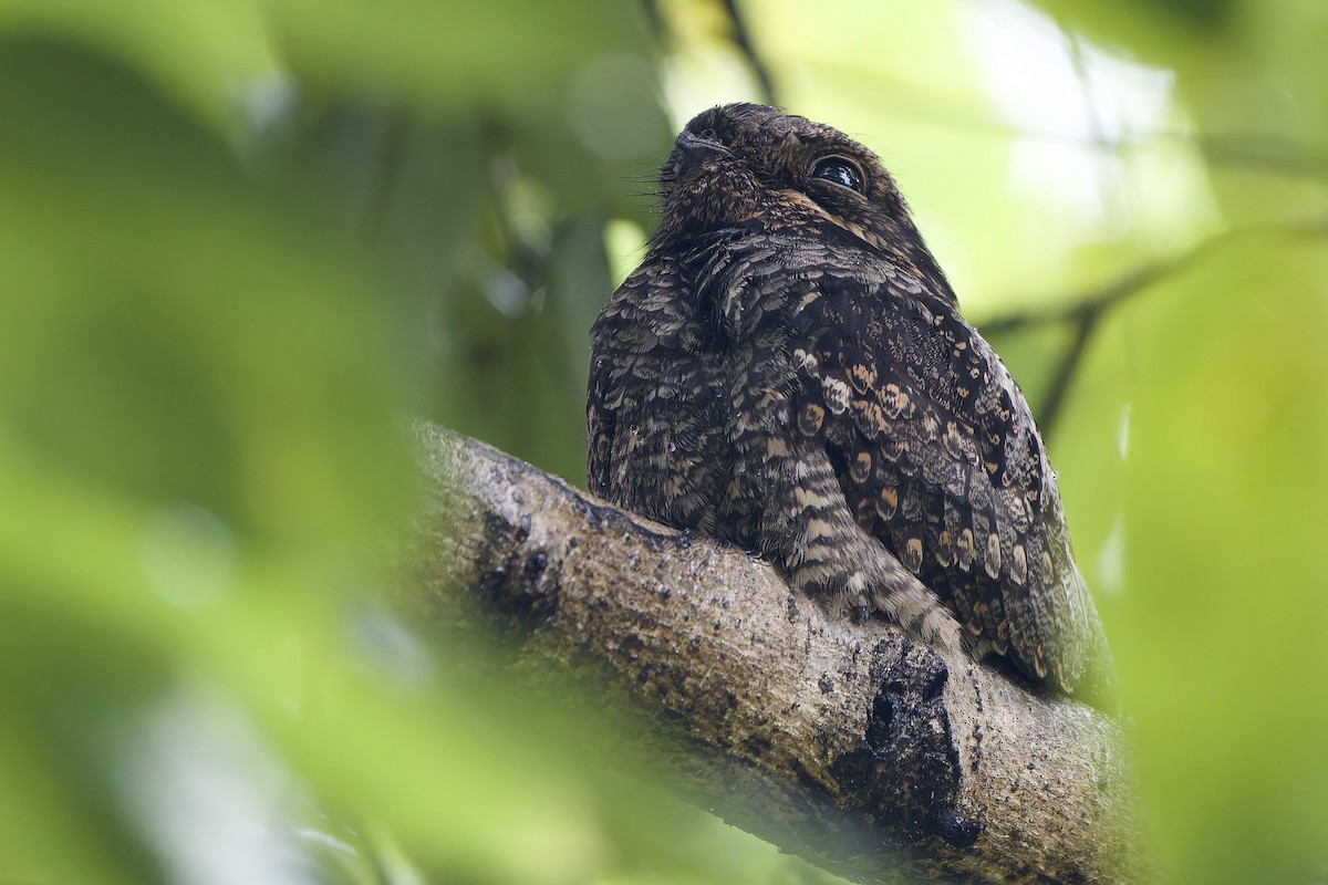 Лагс эргүүбор - ML644355839