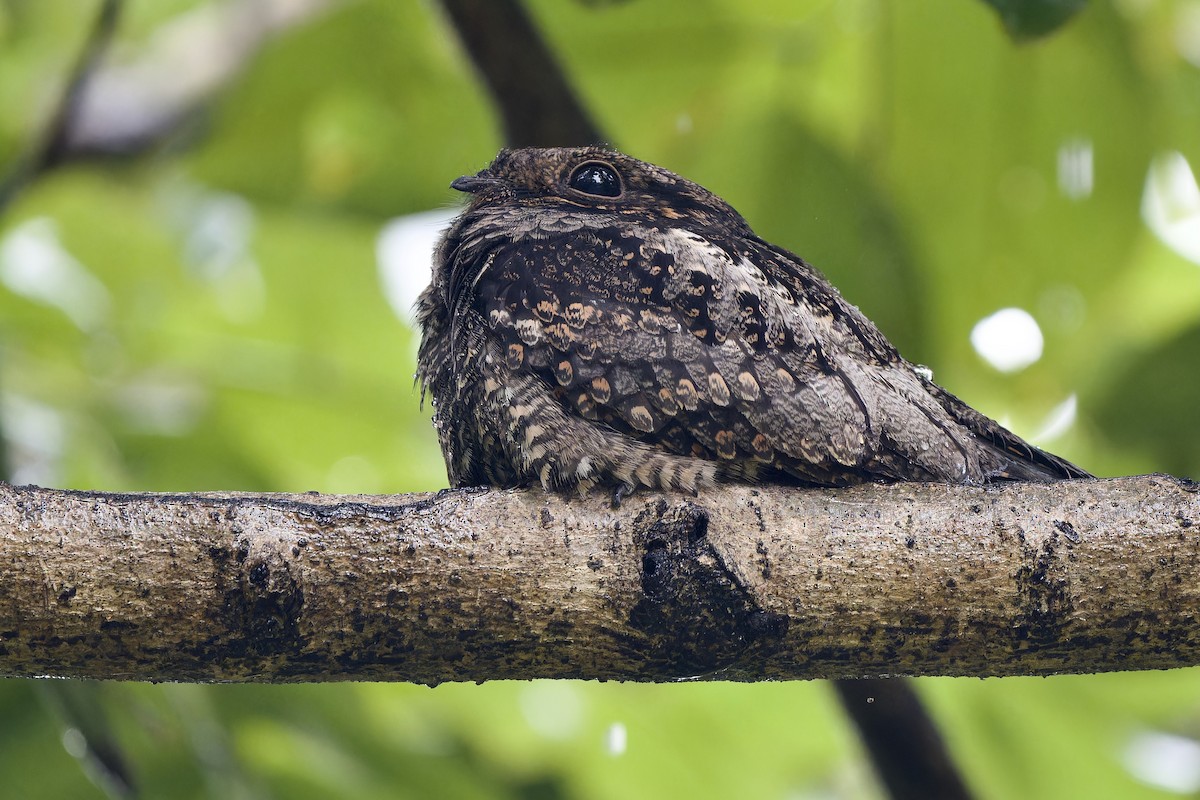 Лагс эргүүбор - ML644355841