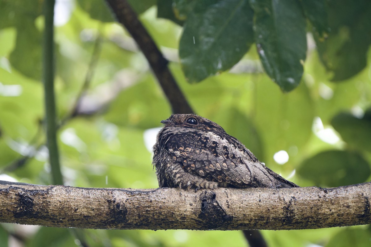 Лагс эргүүбор - ML644355842