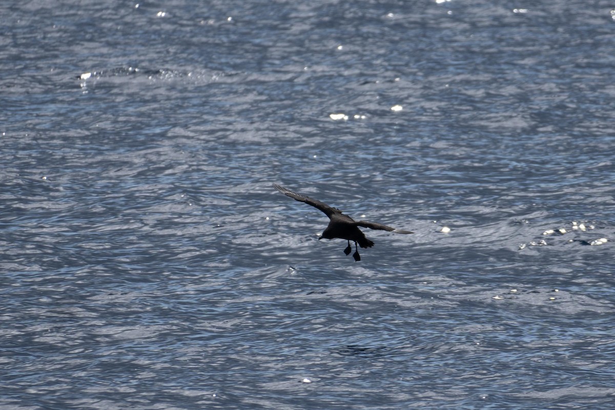 Pomarine Jaeger - ML644355845