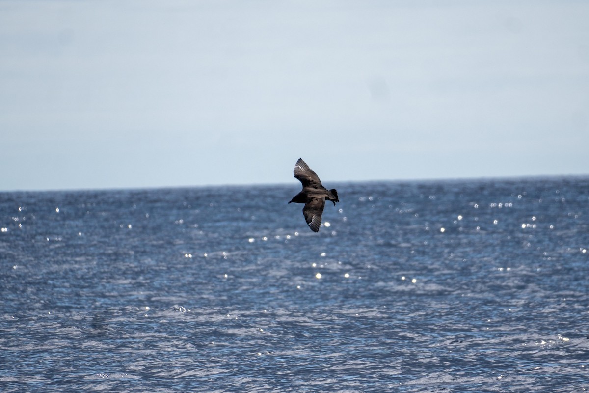 Pomarine Jaeger - ML644355846