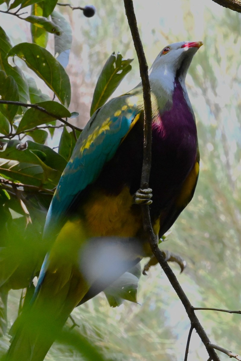 Wompoo Fruit-Dove - ML644355858