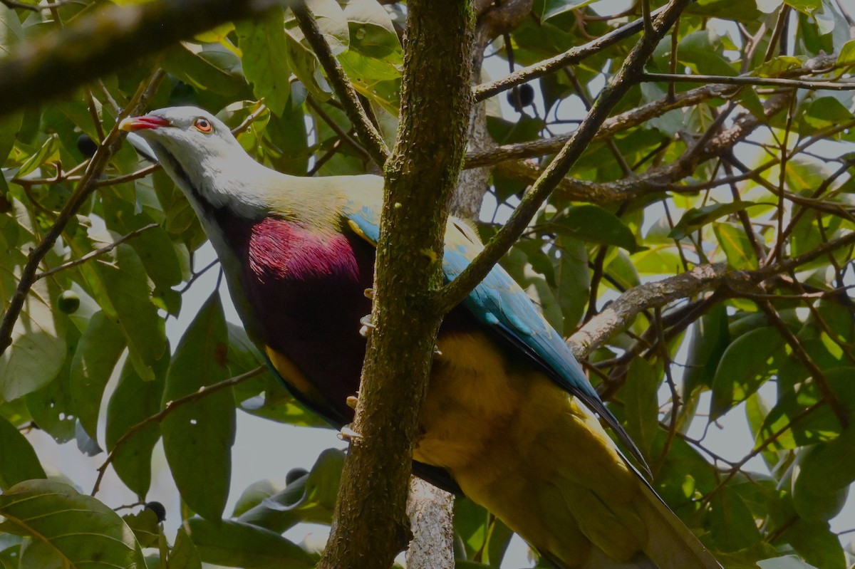 Wompoo Fruit-Dove - ML644355859