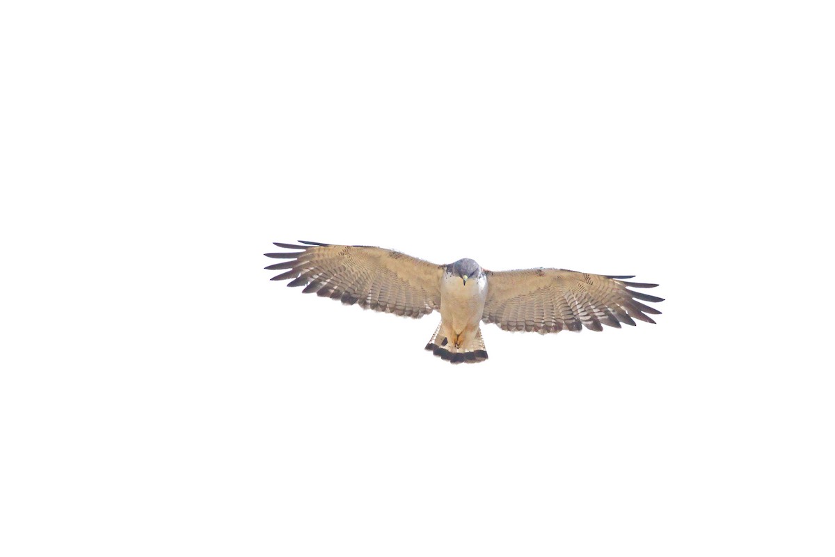 Variable Hawk - ML644355861