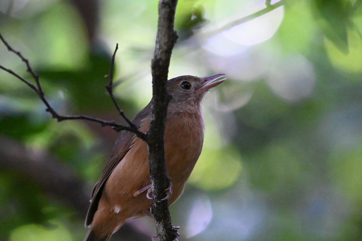 Little Shrikethrush (Rufous) - ML644355868