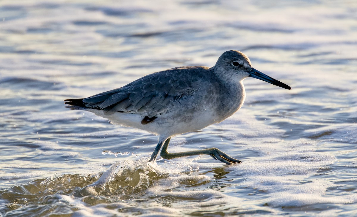 Kuliska erdipalmatua - ML644355872