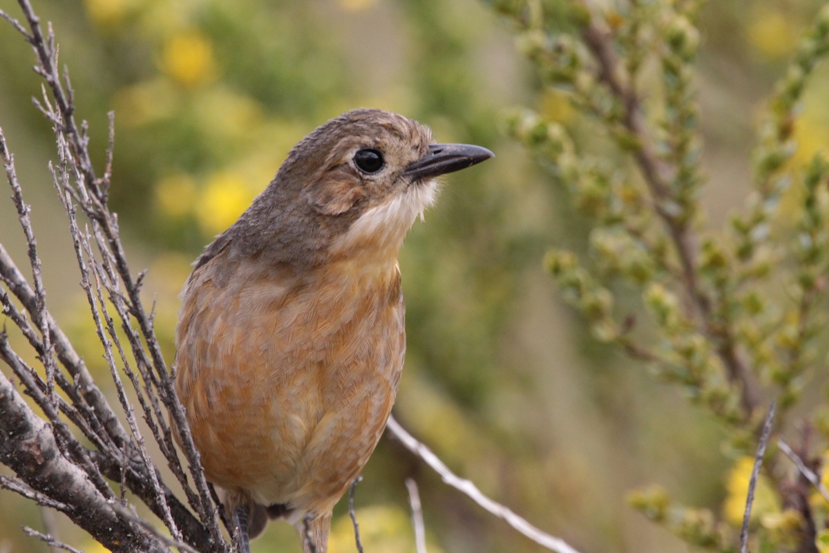 Tawny Antpitta - ML644355873