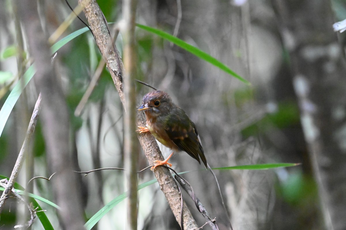 tøyleflueskvett - ML644355881