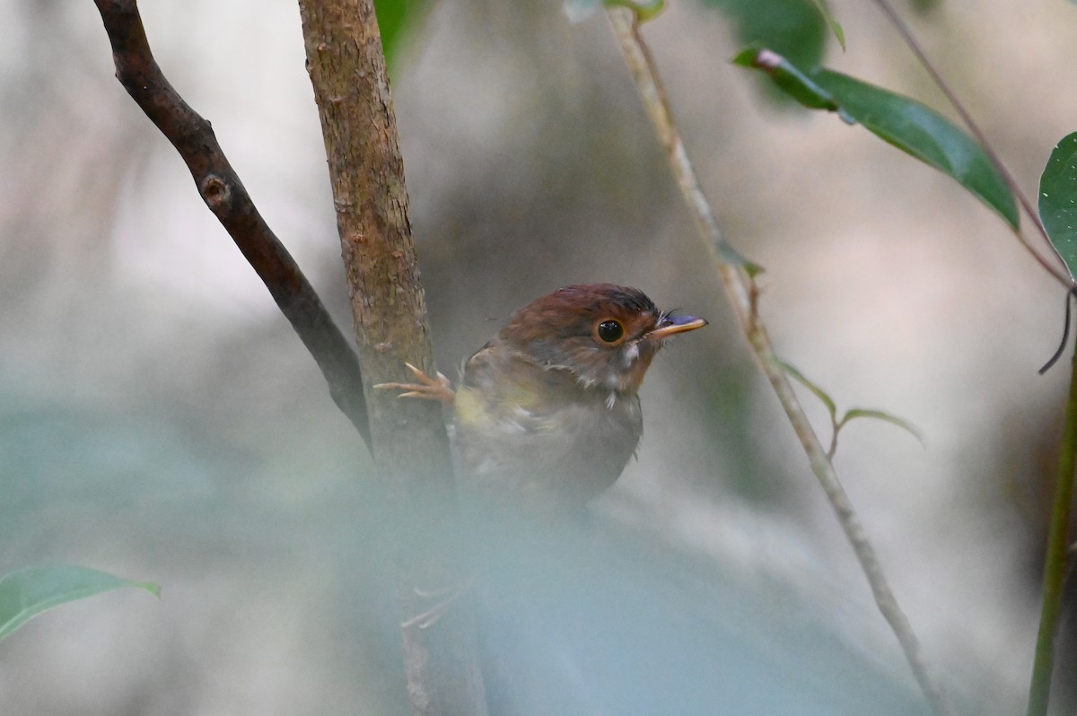 tøyleflueskvett - ML644355882