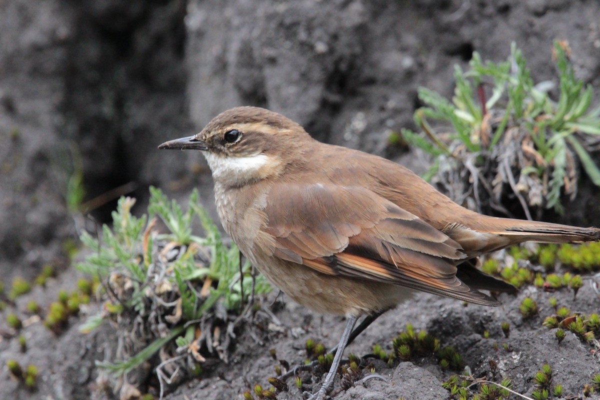 Chestnut-winged Cinclodes - ML644355883