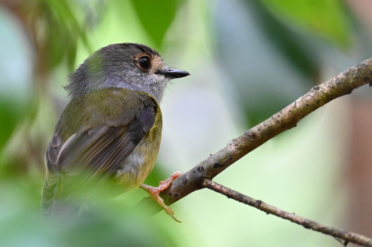 tøyleflueskvett - ML644355890