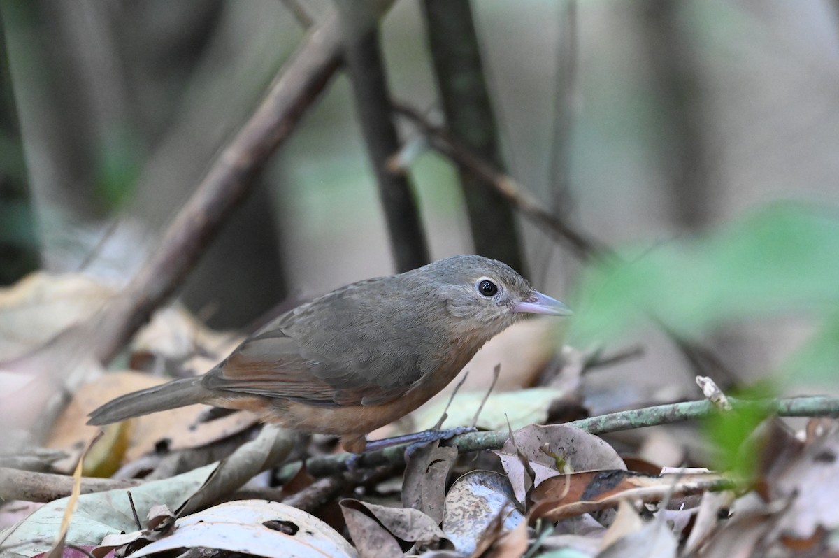 Little Shrikethrush (Rufous) - ML644355892