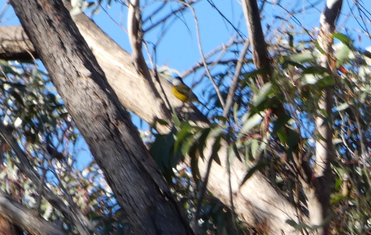 Gelbbauch-Dickkopf [pectoralis-Gruppe] - ML644355903