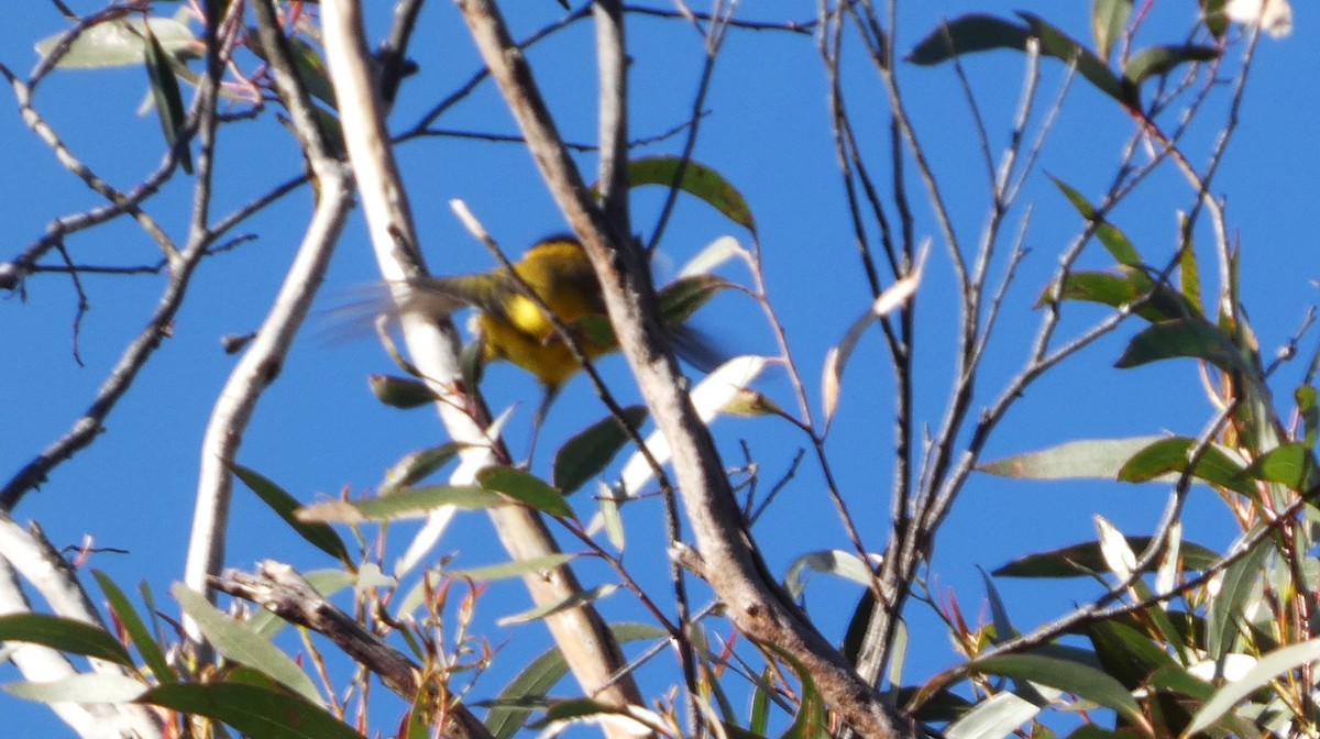 Gelbbauch-Dickkopf [pectoralis-Gruppe] - ML644355904