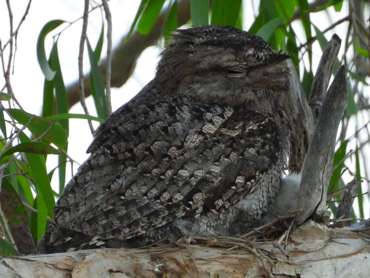 Tawny Frogmouth - ML644355919