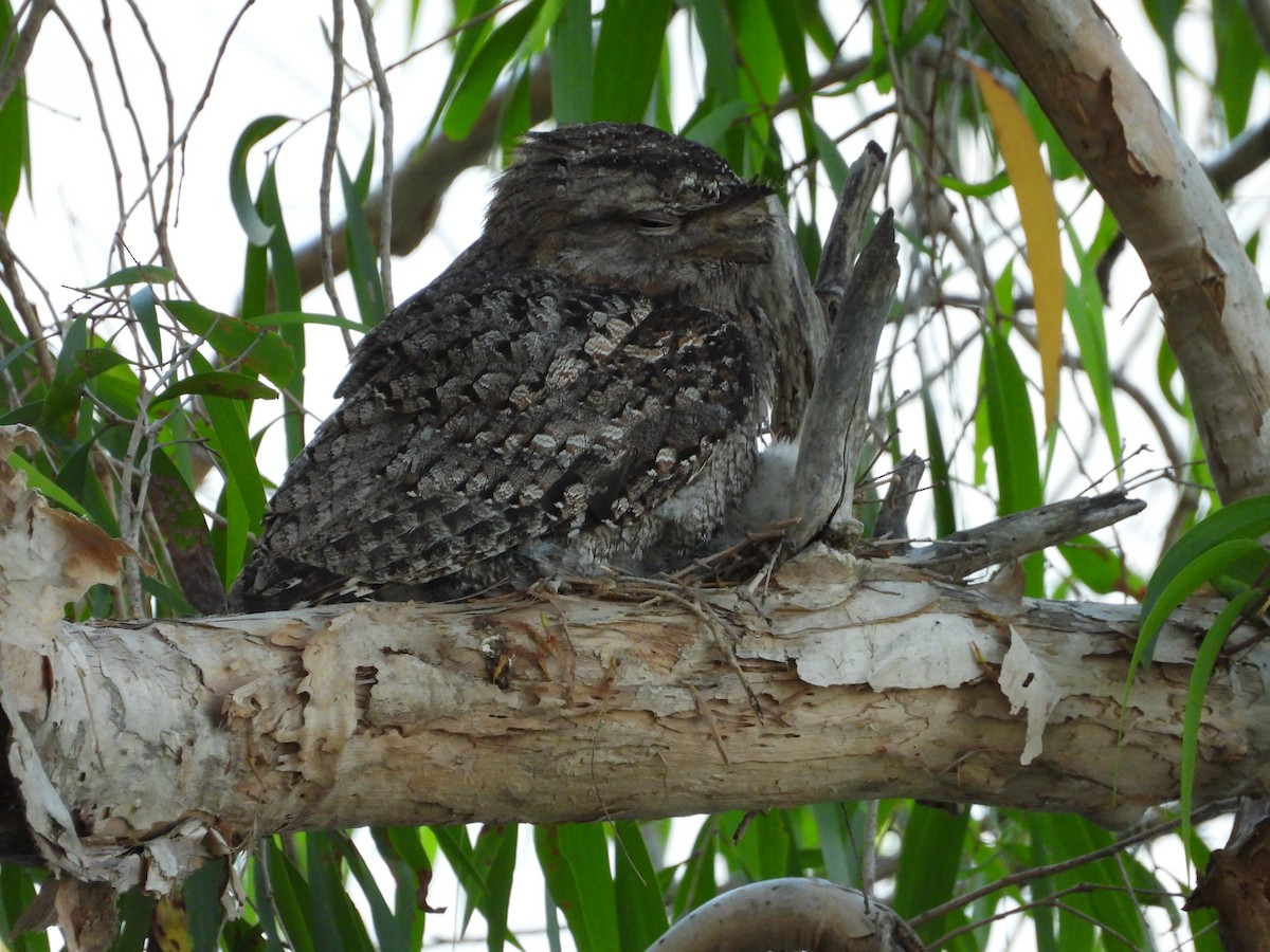 Tawny Frogmouth - ML644355920